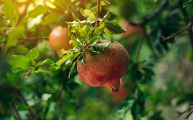 Ripe pomegranate fruit on the tree branch Large